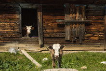 Cows Escape The Heat In An Old Abandoned Wooden House