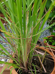 Wall Mural - Lemongrass planted in a plant pot (Cymbopogon citratus)