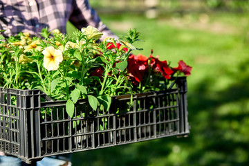 Wall Mural - Gardener is carrying flowers in crate at shop.