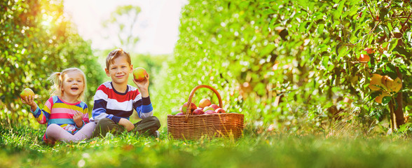 harvest panorama - happy children collecting apples in the garden