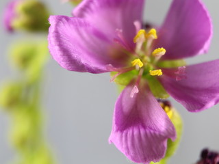 flower plant carnivorous small purple smell color beautiful rarity