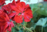 Fototapeta Storczyk - Czerwone kwiaty z kroplami wody