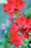 Fototapeta Storczyk - Czerwone kwiaty z kroplami wody