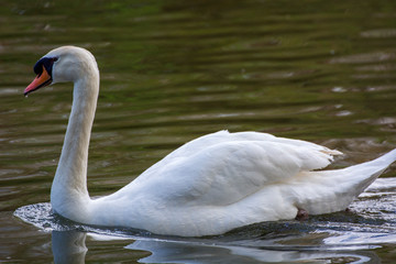 Wall Mural - Swan 27