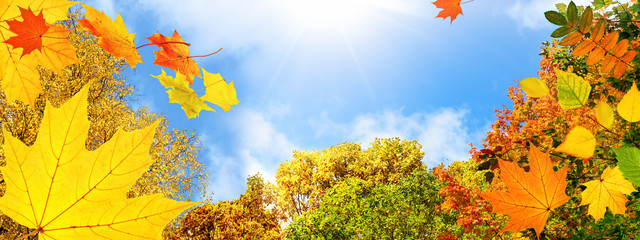 Wall Mural - Colorful foliage in fall on blue sky background