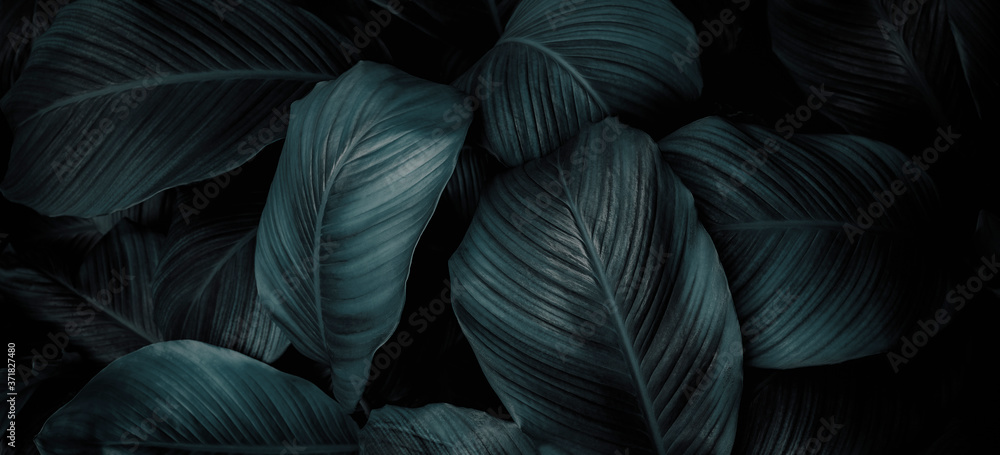 abstract green leaf texture, nature background, tropical leaf - obrazy, fototapety, plakaty 