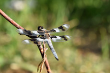Blue Tailed Dragonfly 02