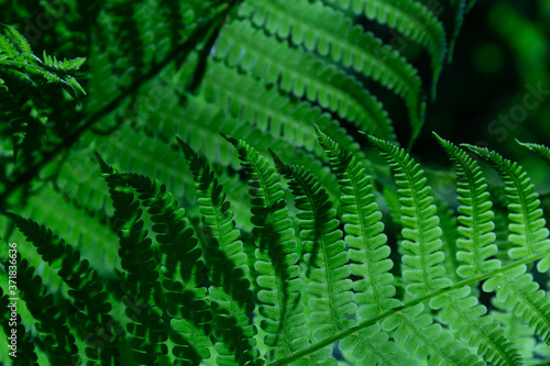 Beautiful fern leaves on a green background.