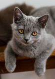Fototapeta Zwierzęta - Portrait of cute blue british short hair kitten. Selective  focus. Animal emotions.