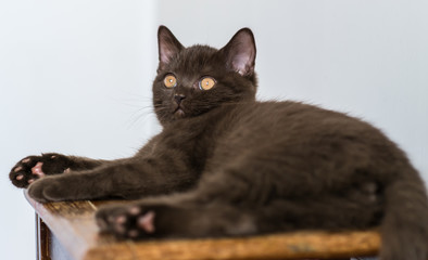 Cute chocolate british shorthair kitten  Selective soft focus