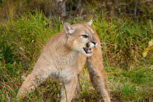Cougar In A Forest Clearing In The Fall Hissing With Open Mouth Showing Teeth