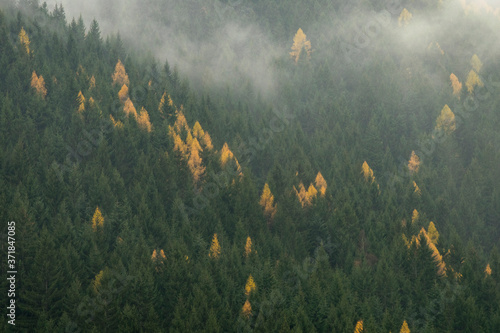Dekoracja na wymiar  mglisty-las-w-poludniowym-tyrolu-wlochy