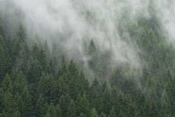  Misty Forest in South Tyrol, Italy