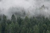 Fototapeta Las - Misty Forest in South Tyrol, Italy