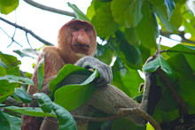 Proboscis Monkey At Bako National Park, Borneo, Kuching, Sarawak Malaysia
