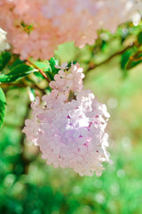  Pink flower hydrangea in the summer garden with drops of water