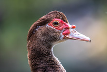 Portrait Of A Female Muscovy Duck