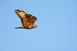 A Steppe buzzard (Buteo vulpinus) in flight against a blue sky.