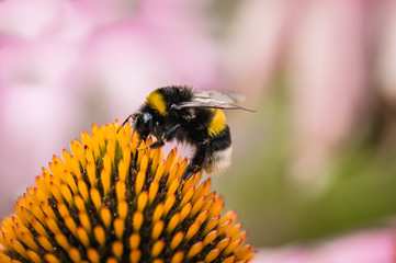 Wall Mural - The bumblebee