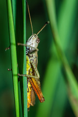 Wall Mural - two-colored grasshopper