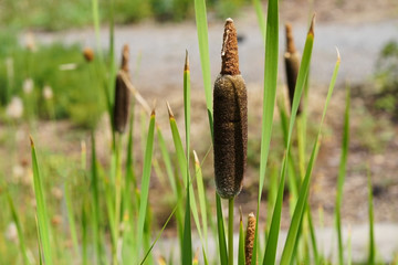 Wall Mural - A great reedmace also called common cattail