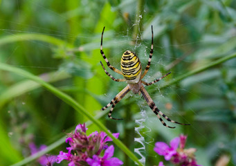 ragno - insetto - natura - aracnide - ragnatela