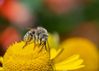 Wall Mural - Long-horned Bee, male Melissodes, on a yellow Helenium flower. 