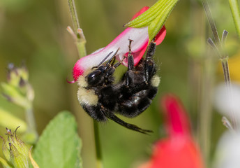 Wall Mural - Bumblebee on Salvia flower (Bombus vosnesenskii)