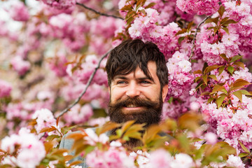 Hipster in cherry bloom. Man in sakura blossom. April events. Pink tender bloom. Weekend in garden concept. Walk in park. Natural beauty surrounds me. Handsome bearded man outdoors. Happy easter