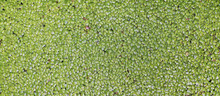 Background Of Green Duckweed On Water