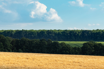 Golden wheat field harvest with clouds on blue sky and green trees in distance. Agriculture crops summer time