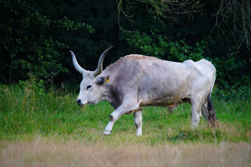 Exotic Cattle trotting over its Pasture