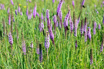 Wall Mural - Flowering forest meadow in state conservation area in Wisconsin.