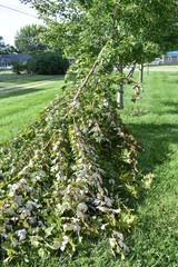 Canvas Print - Tree Damage