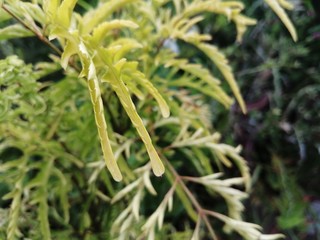 close up of green plant