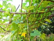 Green Squash Plant On The Vine