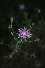 Wispy, Tall, Purple Clover-like Wildflower In Mid-summer Bloom