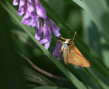 Skipper (Hesperiidae) On Purple Lupine Wildflower 