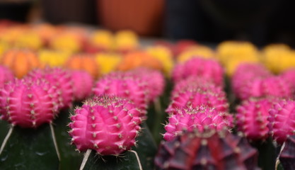 Cactus background pattern gymnocalycium mihanovichii in many colors, brown, pink, yellow, orange, red or Moon cactus