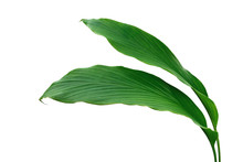 Green Leaves Of Turmeric (Curcuma Longa) Ginger Medicinal Herbal Plant Isolated On White Background, Clipping Path Included..