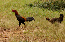 Eunapolis, Bahia / Brazil - September 24, 2010: Rooster And Chicken Are Seen Loose On A Farm In The City Of Eunapolis, In The South Of Bahia.

