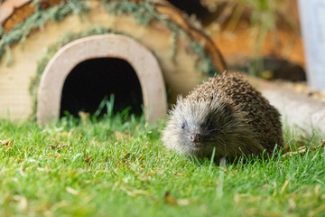 Poster - hedgehog