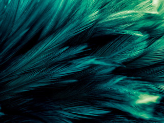 Wall Mural - Beautiful abstract green feathers on dark background, soft yellow feather texture on green green background, feather background, green banners