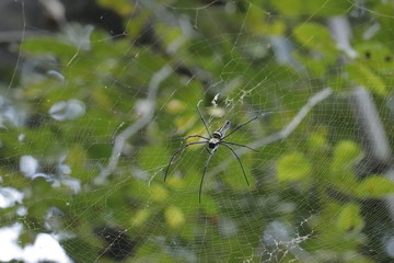 spider on web