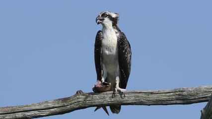Wall Mural - Juvenile Osprey in Tree with Partially Eaten Fish