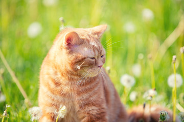 Wall Mural - Cat on nature outdoors. Funny ginger kitten walks on the lawn with dandelions on a summer sunny day