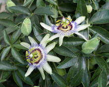 Buds And Flowering Of Blue Passionflower