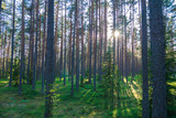 Fototapeta Na ścianę - A beautiful green forest where the sun's rays pass through the trees. Sunset in the woods.
