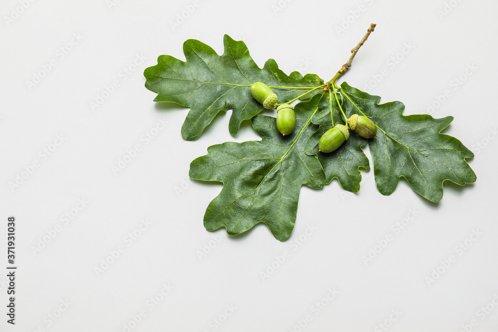 Green oak leaves on white background