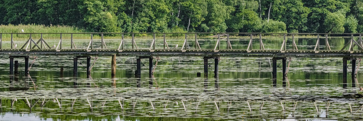 Wooden bridge in the middle of a forest pond